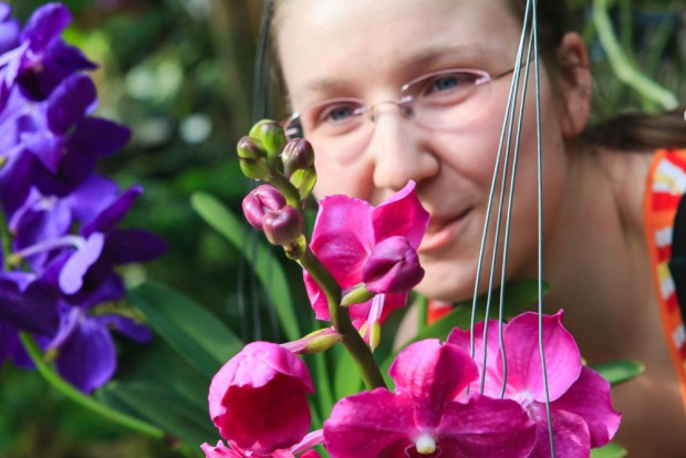 Gärtnerin Janet Klinger bereitet die Orchideenschau im Botanischen Garten vor. Foto: Swen Reichhold/ - orchideenschau_bota-620x414