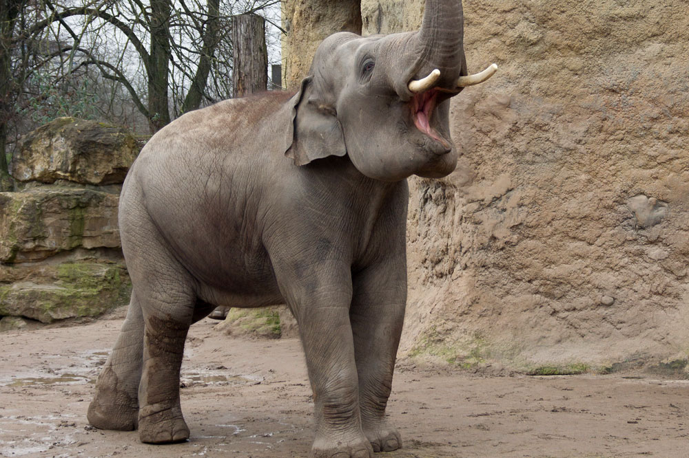 Voi Nam kehrt zurück nach Leipzig. Foto: Heidrun Knigge, Zoo Heidelberg