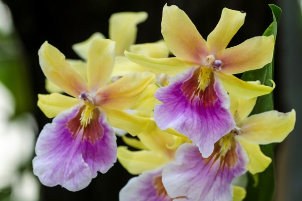 Leipziger Internet Zeitung Farbenzauber Zur Orchideenschau Im