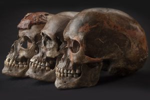 Drei ca. 31.000 Jahre alte Schädel aus Dolni Věstonice im heutigen Tschechien, die zur Bevölkerungsgruppe der Gravettien-Kultur gehören. Foto: MPI für evolutionäre Anthropologie, Martin Frouz and Jiří Svoboda