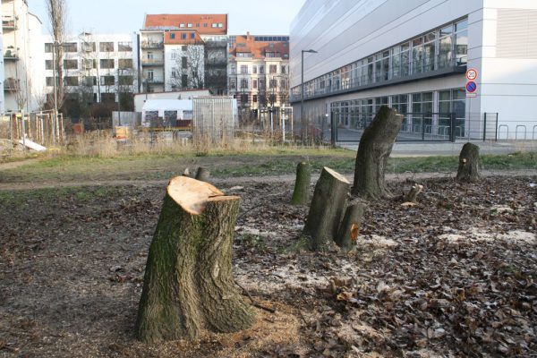 Baum Fällen Sachsen Gesetz