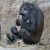 04_Gorillababy Kio mit Mutter Kumili_©_Zoo Leipzig1