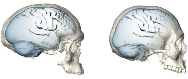 Evolution der Gehirnform bei Homo sapiens: Gehirnform eines der frühesten bekannten Vertreter unserer Art, des 300.000 Jahre alten Schädels Jebel Irhoud 1 (links). Die Gehirnform und möglicherweise auch die Gehirnfunktion entwickelten sich allmählich. Das Gehirn erreichte erst überraschend spät die für den heutigen Menschen typische rundere Form (rechts). Foto: MPI EVA/ S. Neubauer, Ph. Gunz (Lizenz: CC-BY-SA 4.0)