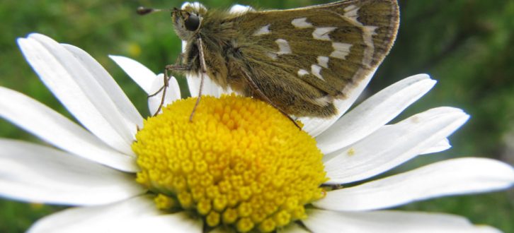 Schmetterlinge sind wichtige Bestäuber in unseren Ökosystemen. Das Foto zeigt einen Dickkopffalter auf einer Margerite. Foto: Reinart Feldmann / UFZ