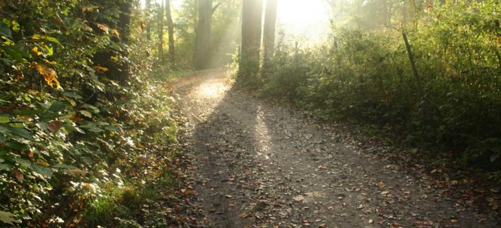 Waldweg im Auenwald. Foto: Ralf Julke