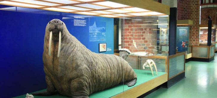 Das Walross in der Ausstellung des Meeresmuseums in Stralsund. Foto: Johannes-Maria Schlorke