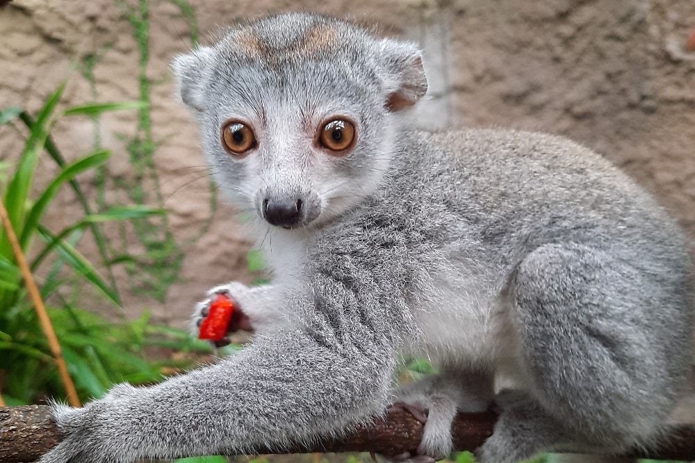 Bei den Entdeckertagen Affen ist auch der Kronenmaki-Nachwuchs mit von der Partie © Zoo Leipzig