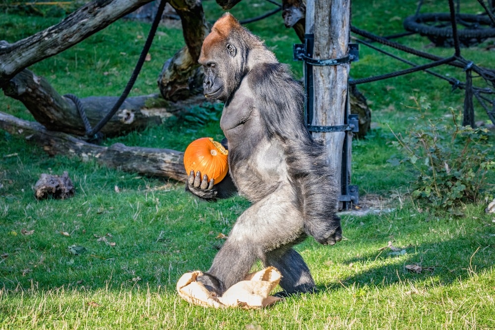 Bunter Herbst im Zoo Leipzig - Tickets für Halloween ...