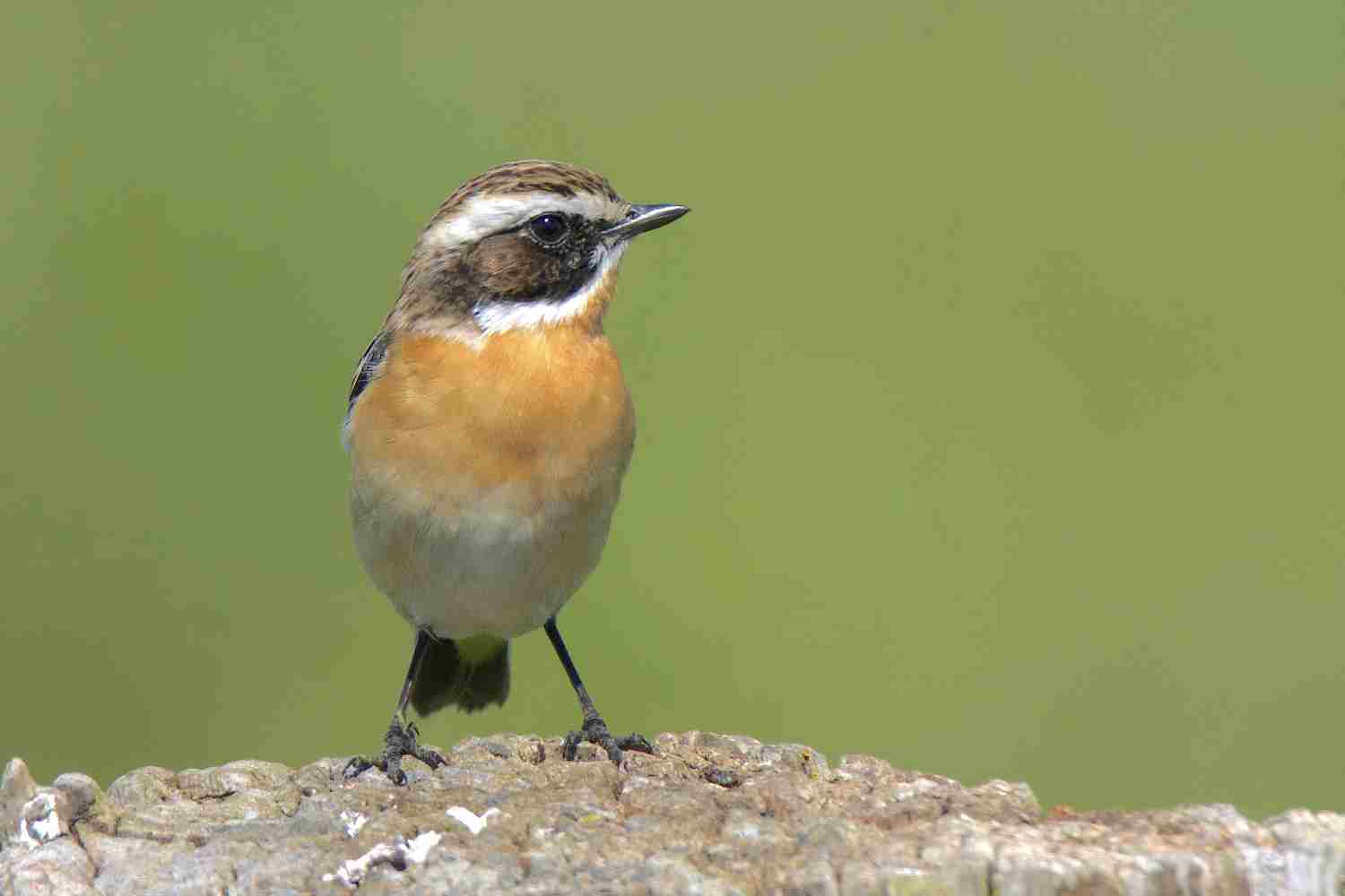 Bedrohter Blühwiesenfreund – Das Braunkehlchen Ist Vogel Des Jahres ...