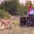 Auswilderung Luchs im Westerzgebirge © Archiv Naturschutz LfULG, Alexander Sommer