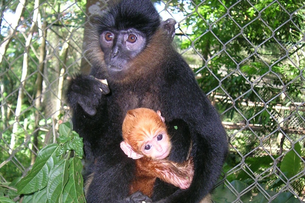 Delacours Langur mit Jungtier im Endangered Primate Rescue Center @ Zoo Leipzig
