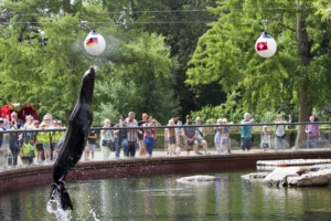 Seelöwin Lio tippt auf Deutschland @ Zoo Leipzig