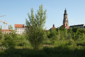 Noch unbebautes Jahrtausendfeld; Platz mit Baumbewuchs, i m Hintergrund Haus und Kirche.