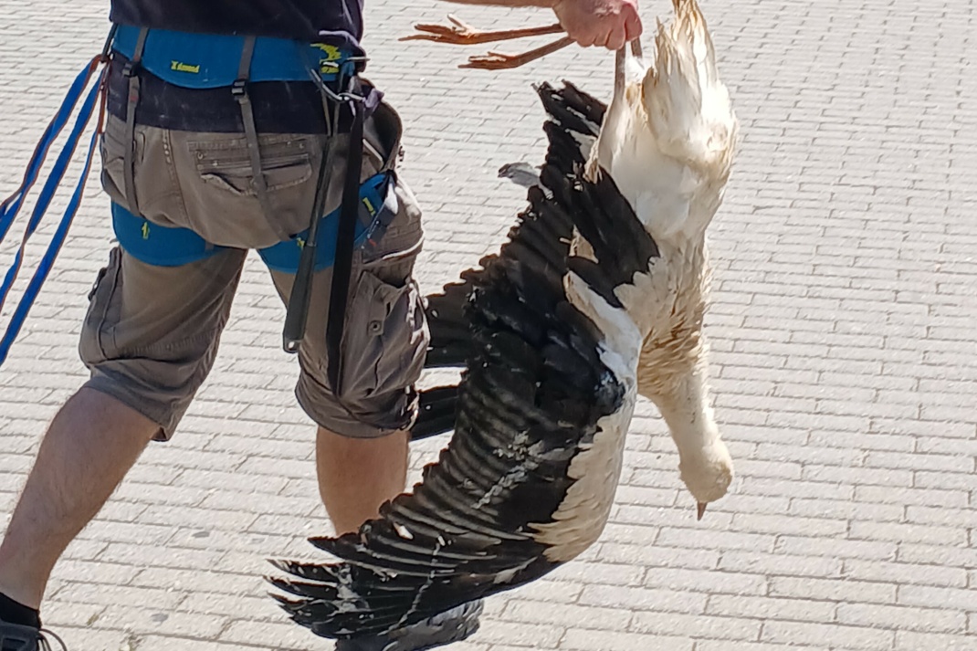 Ein Jungstorch wurde tot aus seinem Nest geborgen. Foto: NABU Leipzig