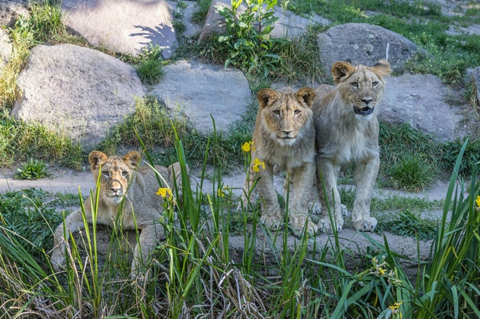 Löwenkater Themba (r) mit Bruder Bahati () und Schwester Malu auf der Löwansavanne © Zoo Leipzig