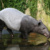 Schabrackentapirweibchen Laila im Badebecken von Gondwanaland © Zoo Leipzig