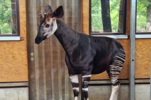 Der neue Okapibulle Laluk ist eingezogen @ Zoo Leipzig