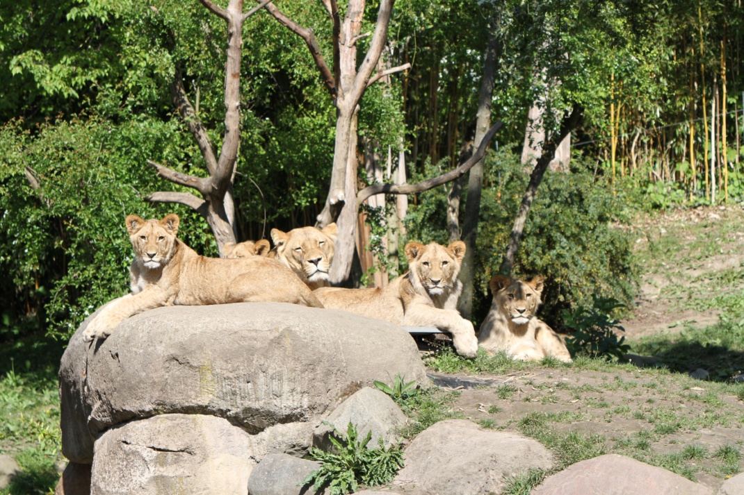 Die Löwenjungtiere feiern am Freitag ihren ersten Geburtstag @ Zoo Leipzig