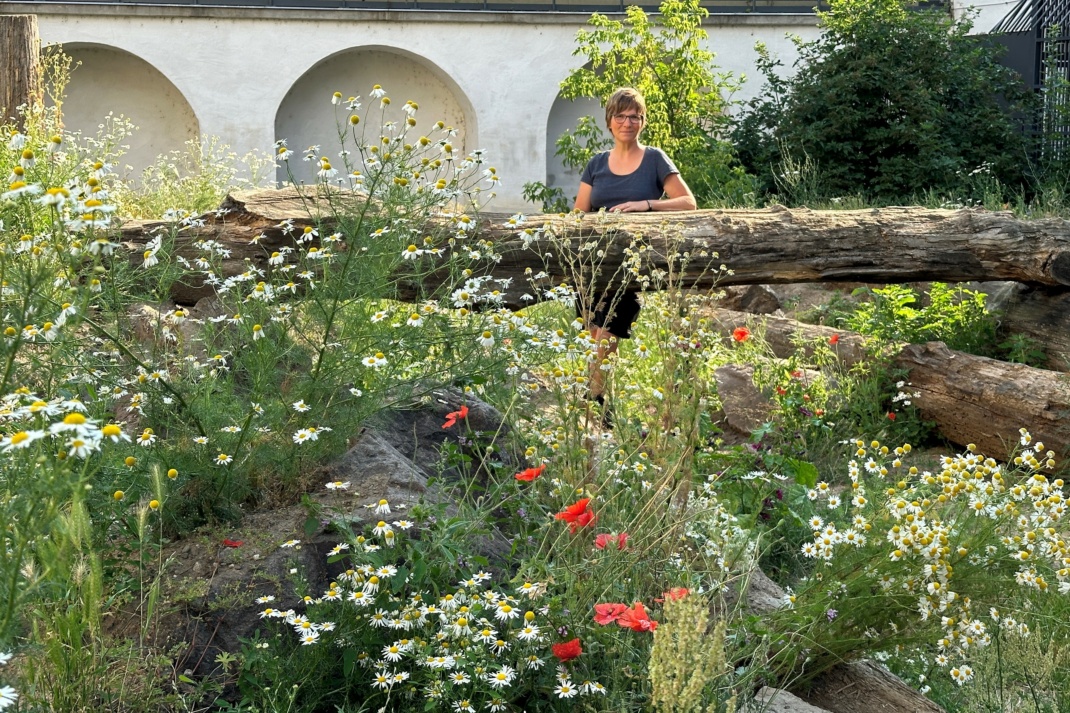 Heide Grieser im blühenden Bärengraben. Foto: LRA/Stöber