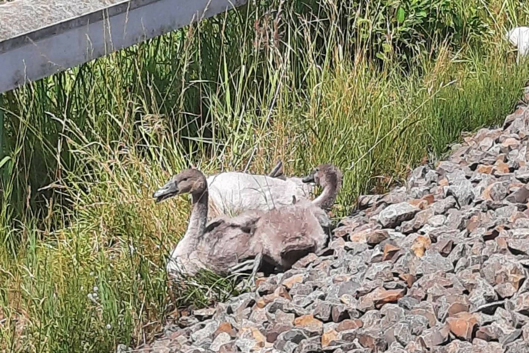 Jungschwäne im Gleisbereich. Bild: Bundespolizei Leipzig