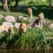 Kleine Löwen im Zoo.