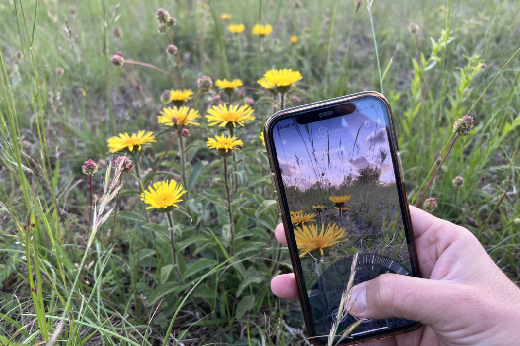 Hand hält Smartphone vor blühender Pflanze.