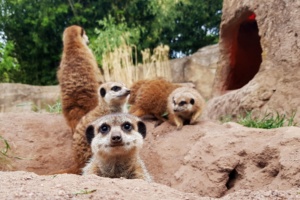 Die Erdmännchen sind Spitzenreiter @ Zoo Leipzig