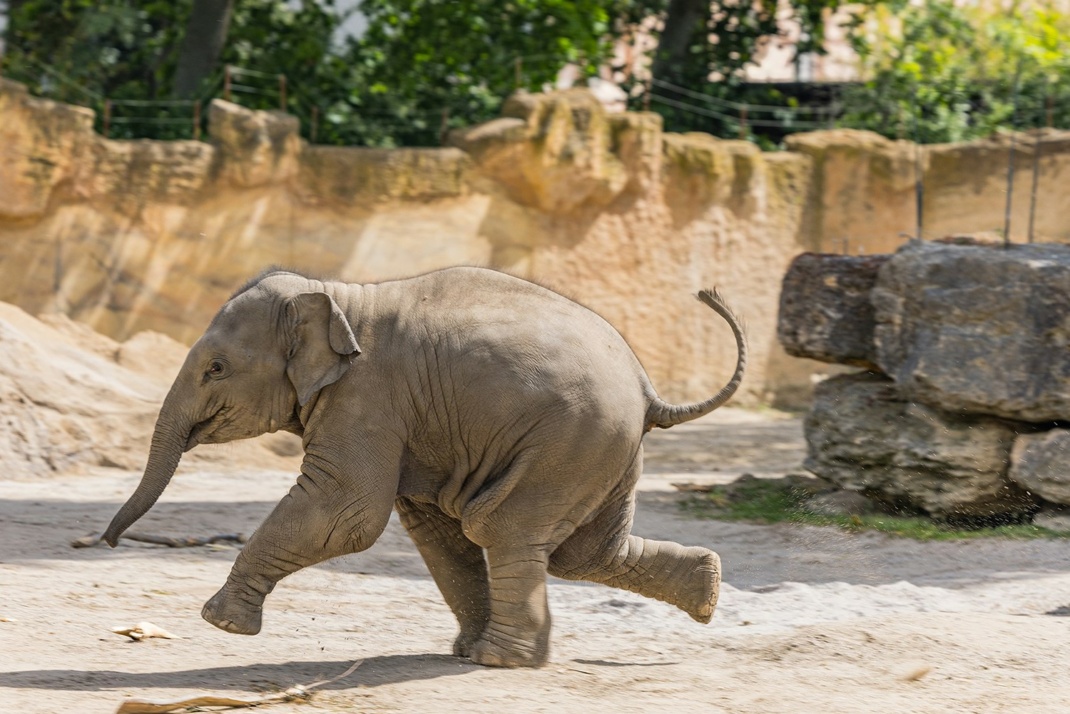 Elefantenkalb auf der Außenanlage © Zoo Leipzig