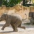 Elefantenkalb auf der Außenanlage © Zoo Leipzig