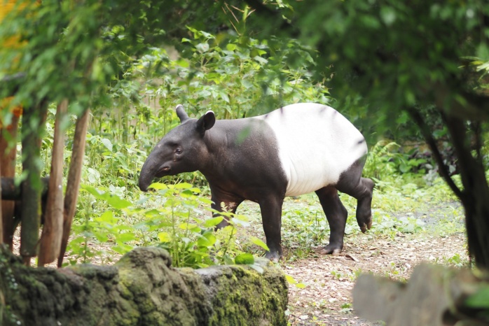 Tapirbulle Nuang entdeckt den Leipziger Regenwald in Gondwanaland © Zoo Leipzig