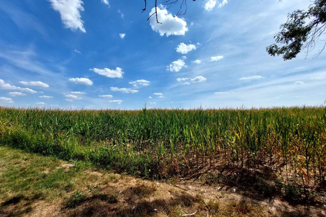 Feldlandschaft, blauer Himmel und Wolken.