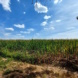 Feldlandschaft, blauer Himmel und Wolken.