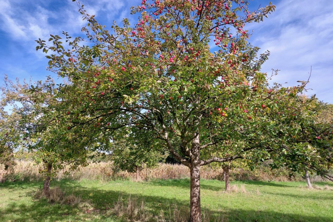 Auf einer geschützten Streuobstwiese. Foto: Sabine Eicker