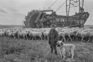 Historisches Schwarzweißfoto von 1990, Schäfer im Tagebau.