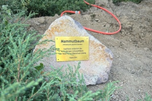 Gedenkplatte des Mammutbaums.