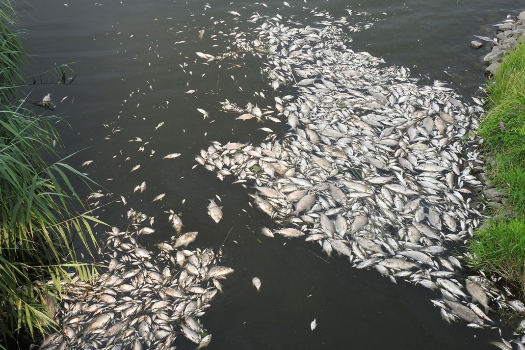 Fischsterben an der Oder im Sommer 2022. Bild: Luc De Meester / IGB