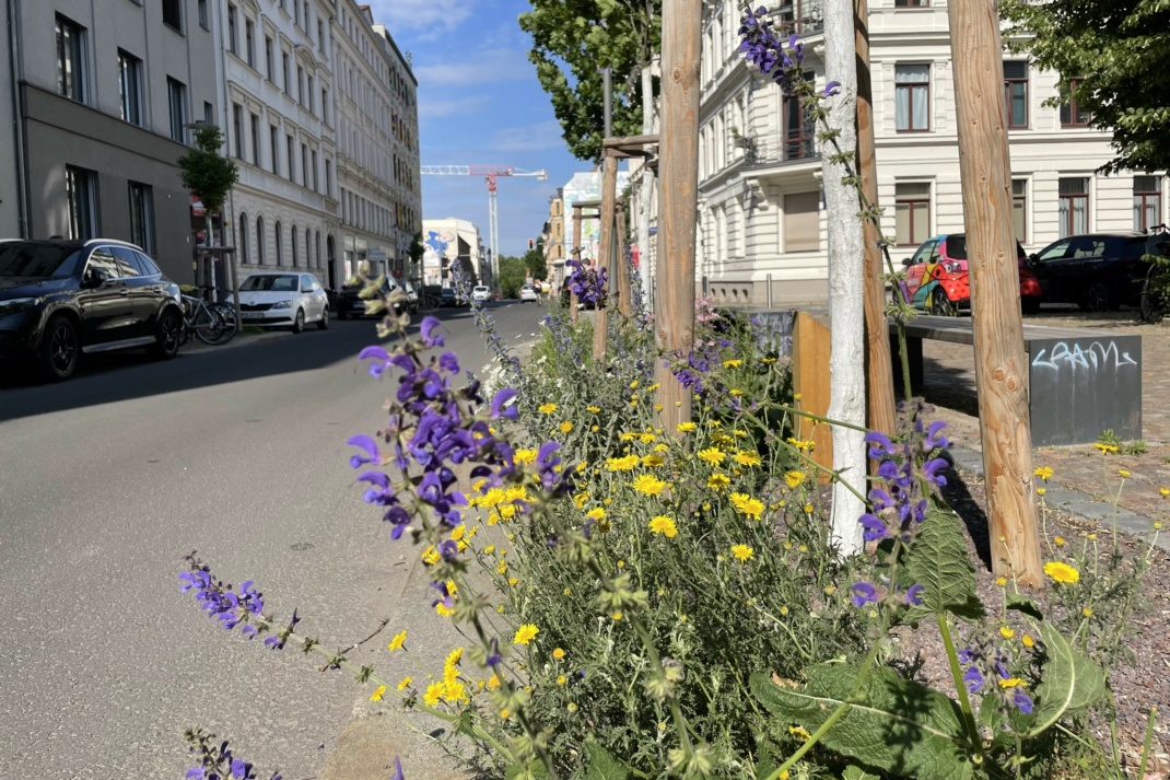 Baumbeet bepflanzt - © Ökolöwe