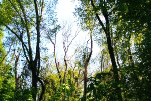 Wald, Blick nach oben zum Kronendach.