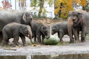 Riesenkürbis bei den Elefanten @ Zoo Leipzig