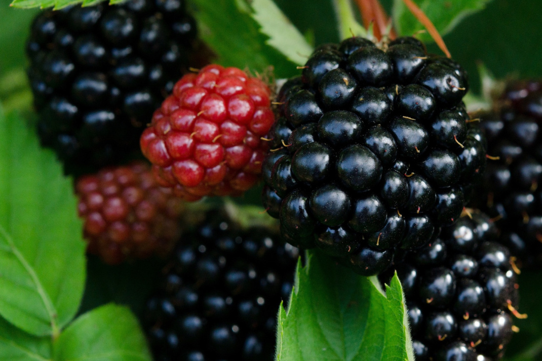 Brombeeren, Nahaufnahme.