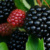 Brombeeren, Nahaufnahme.