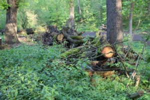 Schadholz im Wald.