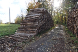 Waldweg, aufgestapeltes Holz.