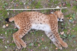 Luchs Anton © Archiv Naturschutz LfULG/ Dirk Schönfelder