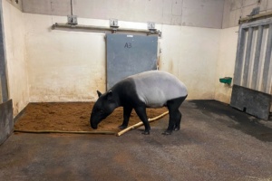 Schabrackentapir-Weibchen Nessa angekommen. Foto: Zoo Leipzig