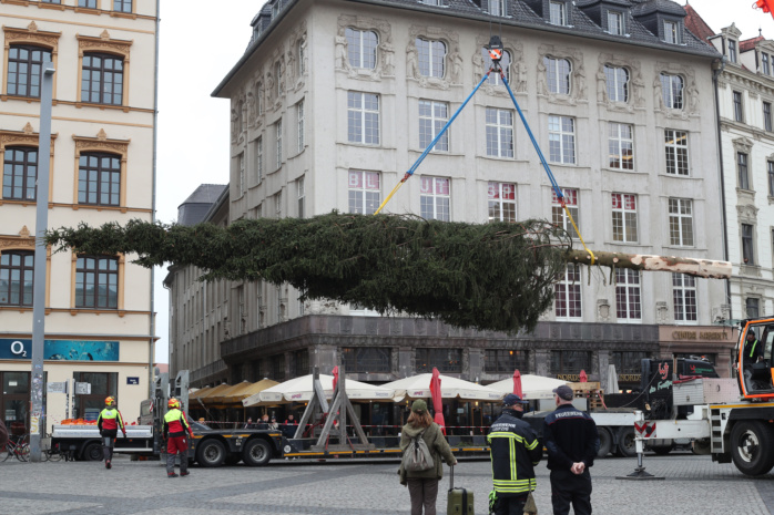 Aufstellen des Weihnachtsbaumes auf dem Leipziger Marktplatz am 07.11.2024. Foto: Jan Kaefer