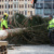 Aufstellen des Weihnachtsbaumes auf dem Leipziger Marktplatz am 07.11.2024. Foto: Jan Kaefer