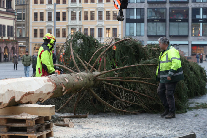 Aufstellen des Weihnachtsbaumes auf dem Leipziger Marktplatz am 07.11.2024. Foto: Jan Kaefer