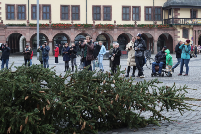 Aufstellen des Weihnachtsbaumes auf dem Leipziger Marktplatz am 07.11.2024. Foto: Jan Kaefer