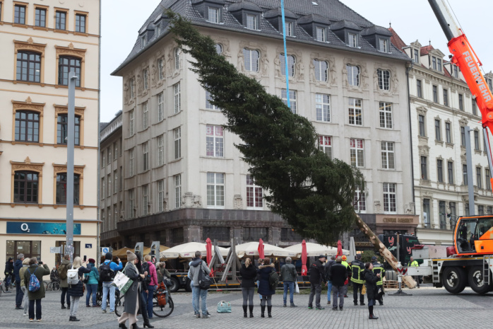 Aufstellen des Weihnachtsbaumes auf dem Leipziger Marktplatz am 07.11.2024. Foto: Jan Kaefer